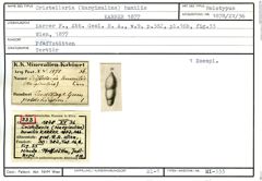 Karteikarte zum Holotyp von Cristellaria (Marginulina) humilis Karrer, 1877